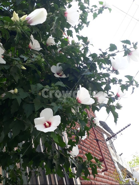 흰색,무궁화,꽃,잎파리,초록색