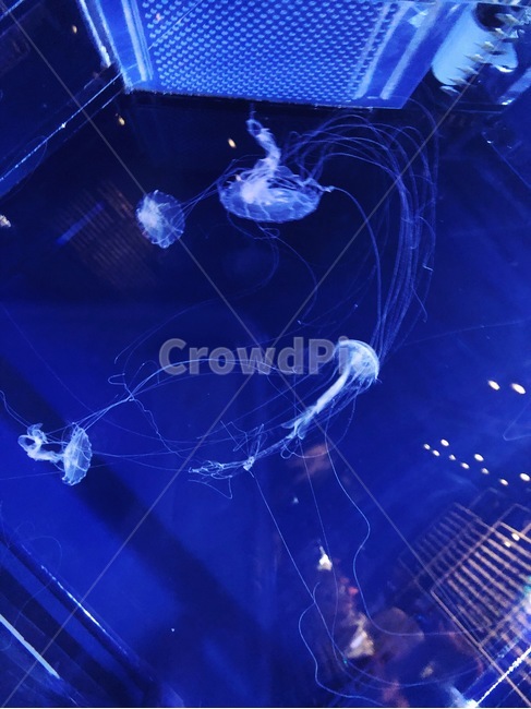 해파리,수족관,어항,긴다리해파리,수조