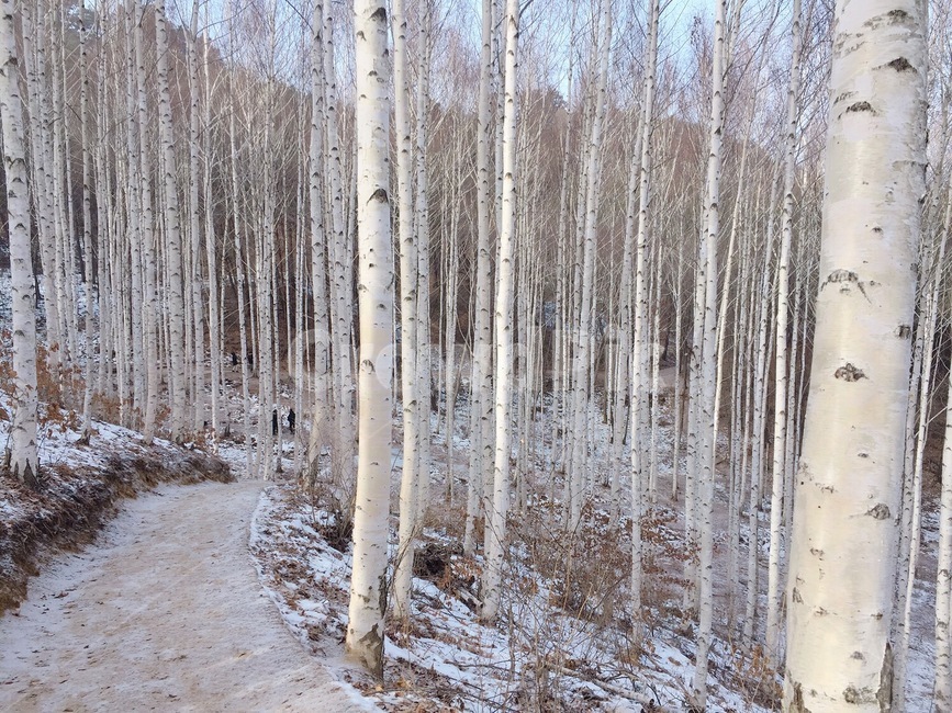 자작나무,나무,눈,겨울,하얀나무,tree,winter