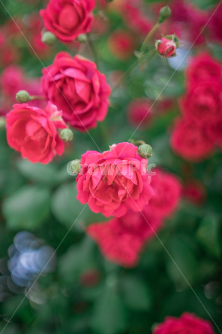 장미,하늘,분홍색,꽃잎,rose,싱그러운,식물,자연,plants,nature,꽃,flower