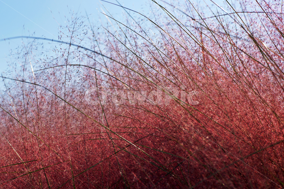 핑크뮬리,pinkmuhly,쥐꼬리새류,여러해살이풀,분홍억새,헤어리온뮬리,걸프뮬리,정원식물,가을,계절,fall,autumn,season,plant,식물,leaf,잎,tree,나무