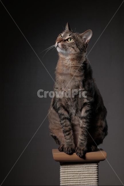 고양이,냥이,고냥이,집고양이,귀여움,고양이인물,시선,동물,animal,포유류,mammal,cat,kitten,kitty,집사,조명사진,애완동물,프로필,동물,animal,포유류,mammal,고양이,cat,kitten,kitty