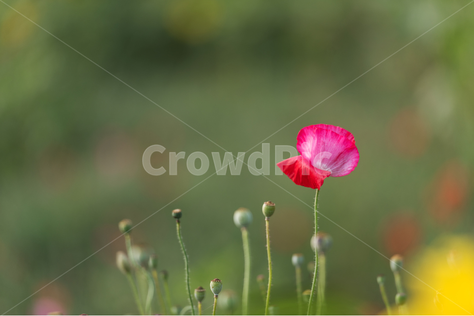 초록색,꽃,양귀비,배경,여름,식물,자연,plants,nature,꽃,flower