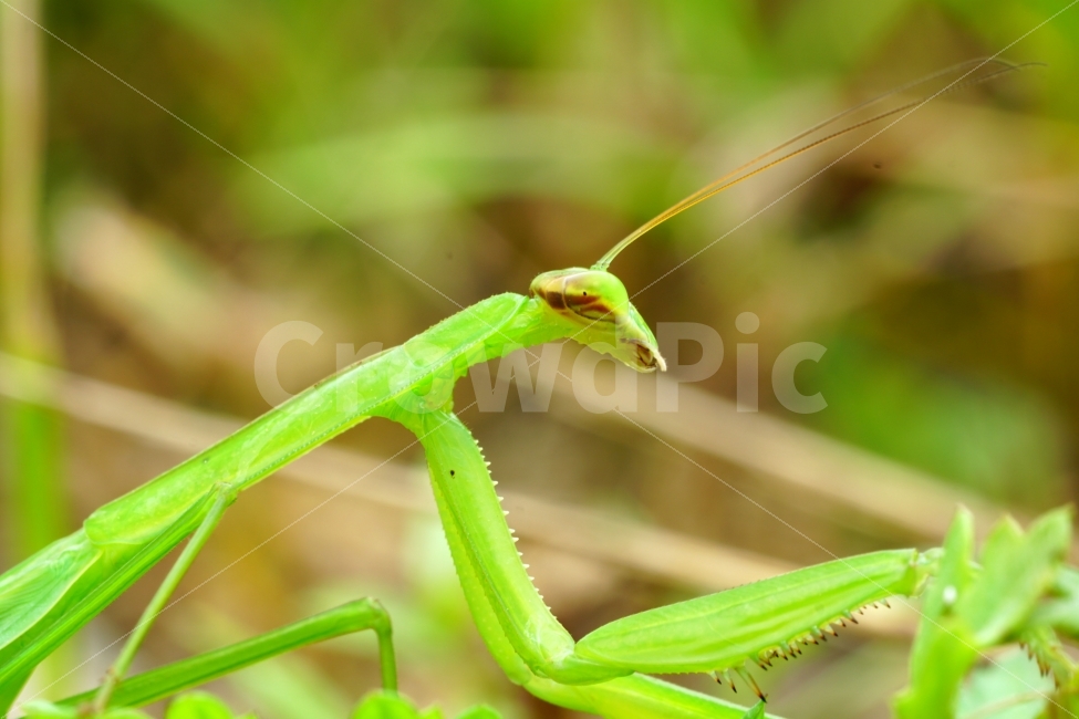 사마귀,곤충,벌레,동물,자연,animal,nature,praying,insect,bug,무법자,접사,macro,식물,풀,풀잎,이파리,여름,summer,근접촬영,마크로,신비,생명,생태,생태계,green,그린,스냅,스냅사진,스넵,스넵사진,snap,snapshot,한국자연,한국의자연,풍경,landscape,동물,animal,곤충,벌레,insect,bug