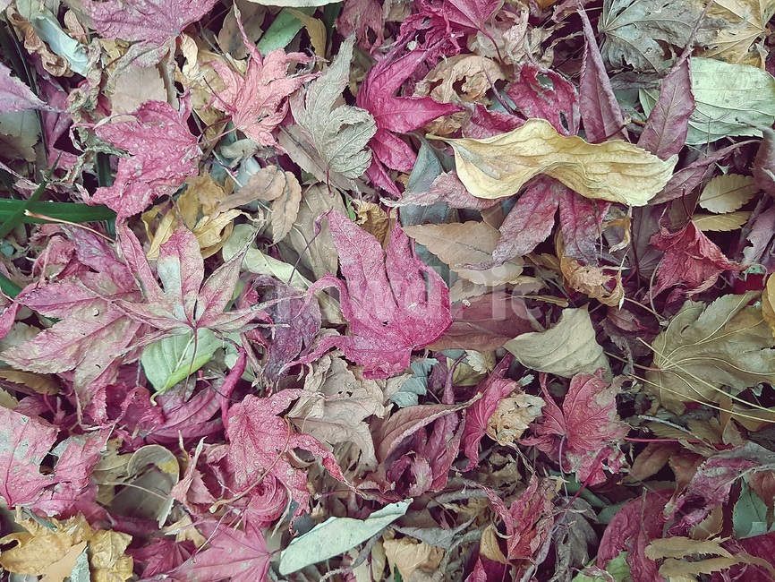 잎,가을,나뭇잎,tree,leaf