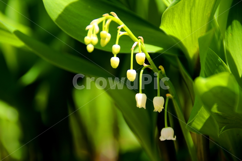 꽃,식물,자연,봄,풍경,봄,계절,spring,season,식물,자연,plants,nature,꽃,flower,plant