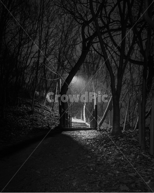mysterious,forest,bnw,blackandwhite,흑백,숲,나무,자연,풍경,nature,landscape,공포,호러,무서운,무서움,horror,terror,fear,흑백,모노톤,monochrome,black and white,plant,식물,tree,vegetation,초목,outdoors,옥외,land,땅,woodland,삼림지,path,통로