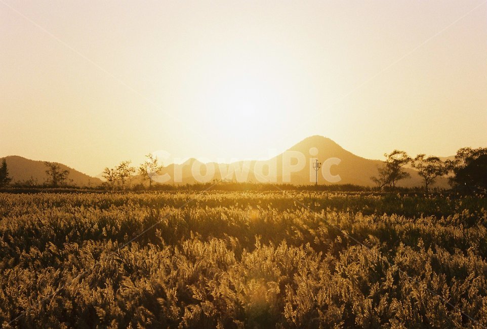 갈대,노을,갈대밭,풍경,가을,자연,빛,플레어,옥외,sunlight,햇빛,nature,flare,필름사진,자연,풍경,nature,landscape
