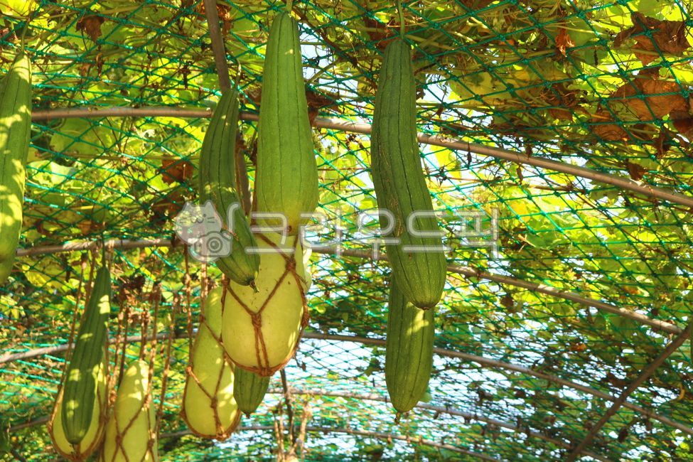 Gourd,ingredient,Fruit,nature,Scrubbers,plant,Cucurbitaceae,loofah cucumber,leaf,food,vine plant