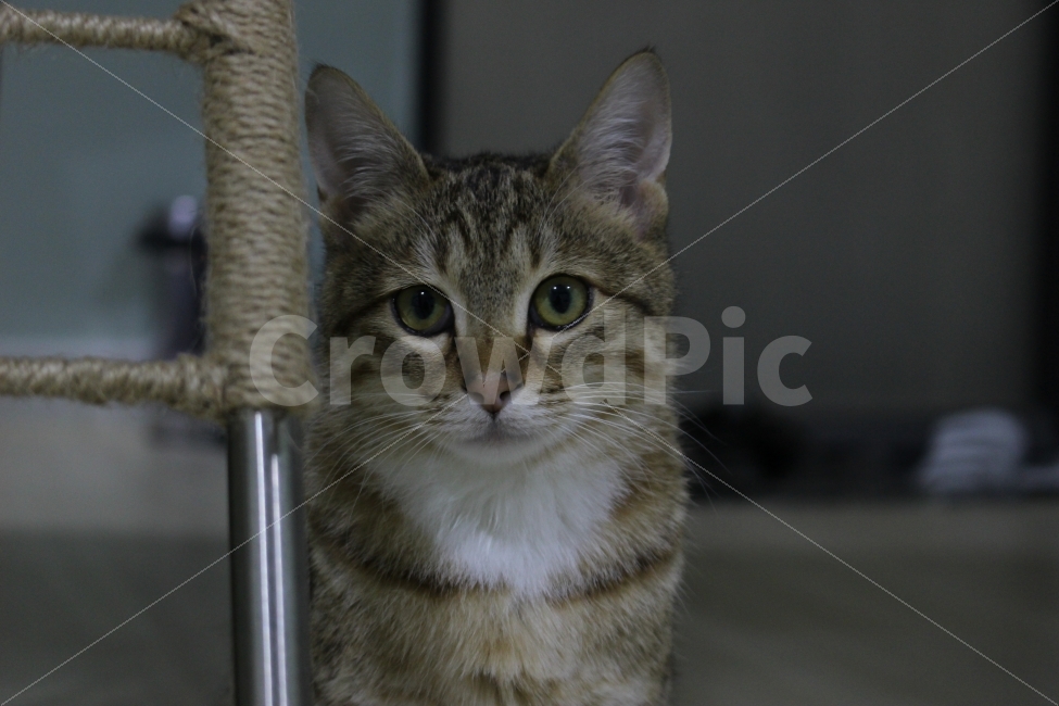 고양이,반려동물,유기묘,길냥이,애완동물,cat,pet,kitten,아기고양이,코숏,코리안숏헤어,동물,animal,고양이,cat,kitten,kitty,포유류,mammal