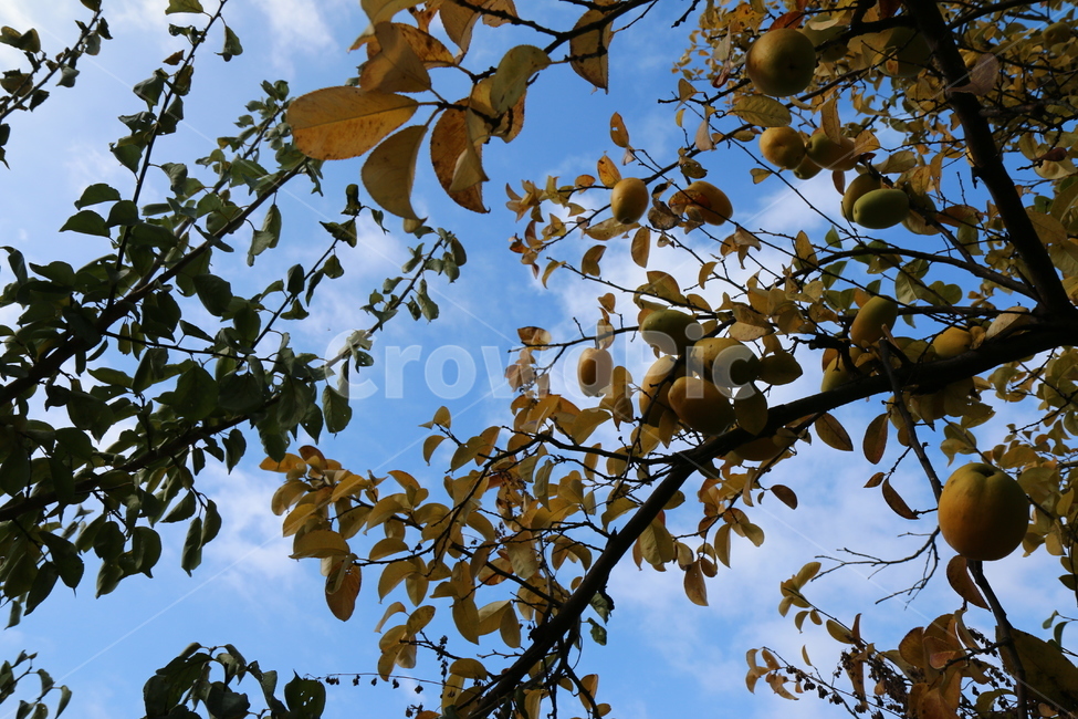 나무,식물,농촌,자연,옥외,지방,가을,감성,하늘,구름,모과,tree,plant,ruralarea,nature,outdoor,area,autumn,sensibility,sky,cloud,quince,음식,food,과일,fruit,과일,열매,fruit