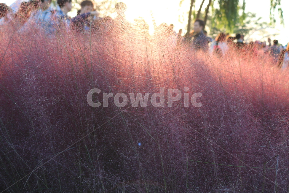 핑크뮬리,뮬리,식물,자연,벼과,분홍쥐꼬리새,가을,가을,계절,fall,autumn,season,grass,잔디,plant,light,빛,flare,플레어