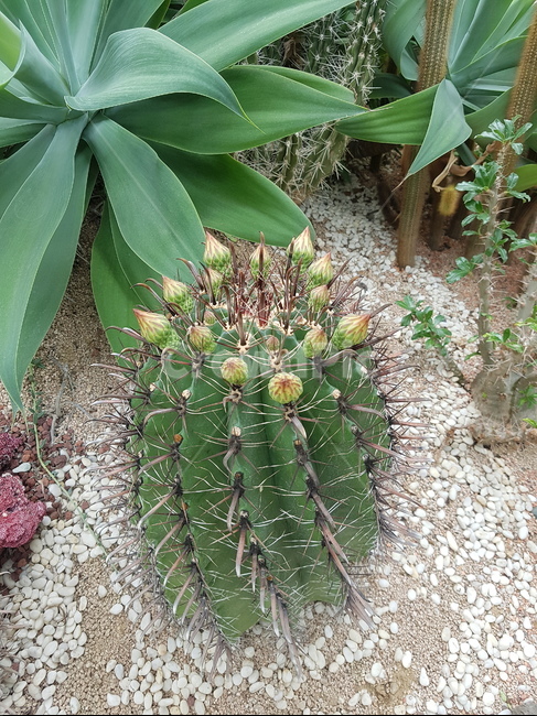 성인장,선인장봉우리,선인장꽃망울,성인장머리,선인장개화전,식물,자연,plants,nature