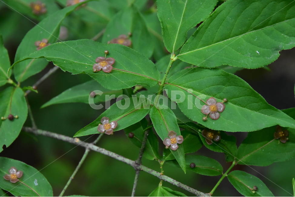 회목나무,야생화,생태,식물,자연,꽃,힐링,플라워,wildflower,flower,plants,nature,season,감성,느낌,emotion,feeling,나무,목본,노박덩굴과,화살나무속,식물,자연,plants,nature,꽃,flower