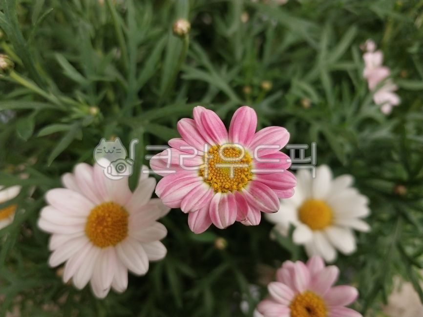 꽃,꽃앞,마가렛꽃,목마가렛,마가렛데이지,투톤마가렛,flower,leaf,petal,marguerite,margueritedaisy