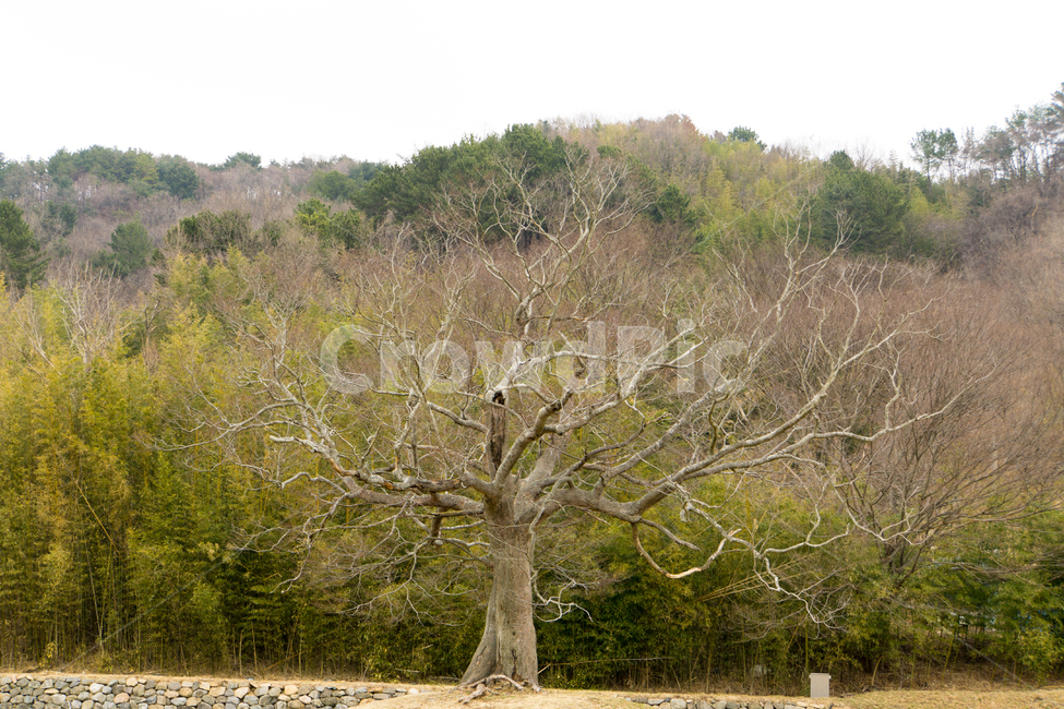 고목,나무,이른봄,산,우아함,자연,풍경,식물,자연,plants,nature,나무,trees,wood