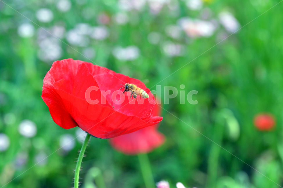 flower,plant,식물,blossom,꽃,벌,bee,honeybee,꿀벌,양귀비