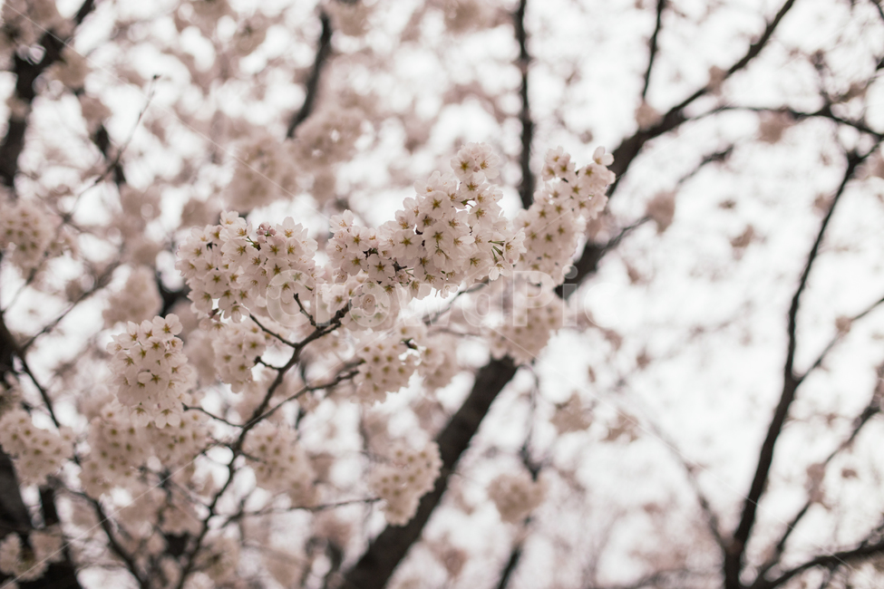 plant,flower,꽃,blossom,cherryblossom,벚꽃,꽃나무,spring,봄,봄,계절,spring,season