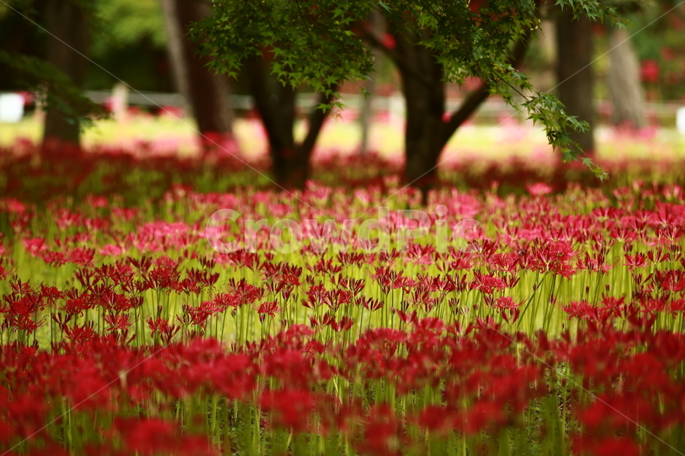 상사화,가을꽃,강한빨강,빨강,항아리,magiclily,식물,자연,plants,nature,꽃,flower