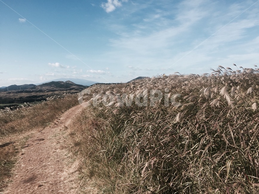 제주,오름,하늘,갈대밭,갈대,힐링,자연,풍경,nature,landscape,grass,잔디,plant,식물