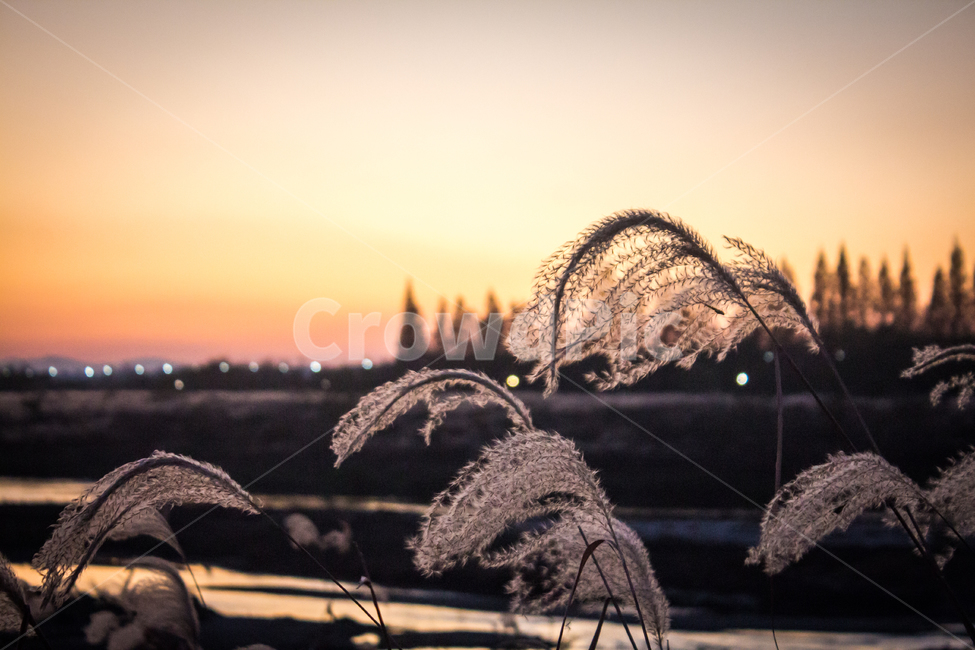 억새,노을,일몰,해넘이,붉은하늘,sunset,redsky,하늘,sky,가을,계절,fall,autumn,season