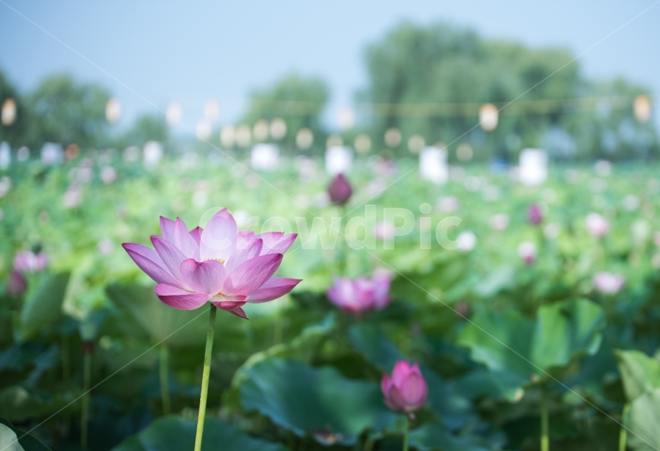 꽃,flower,궁남지,연꽃,lotus,식물,식물,자연,plants,nature,꽃,flower