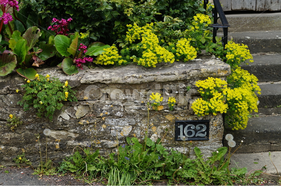 꽃,보도,영국,코츠월드,거리,돌집,cotswolds,식물,식물,자연,plants,nature,꽃,flower