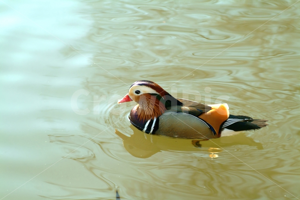 원앙,원앙새,조류,새,강,물,헤엄,자연,생태,동물,mandarinduck,bird,동물,animal,조류,새,birds