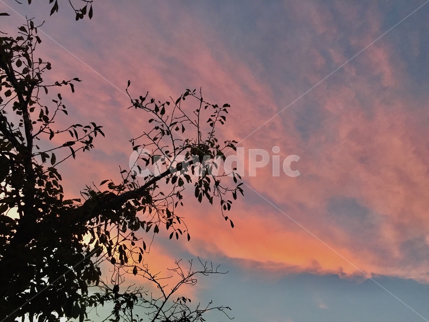 하늘,경치,배경,감성,분위기,구름,cloud,sky,sentiment,tree,leaf,나무,분홍,저녁,노을,night,자연,풍경,nature,landscape,실루엣,그림자,silhouette,shadow,outdoors,옥외,sunset,일몰,red sky,붉은 하늘,dusk,황혼,dawn,새벽