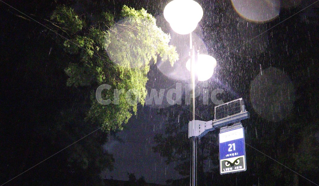 불빛,가로등,나무,비,새벽비,새벽,rain,night,tree
