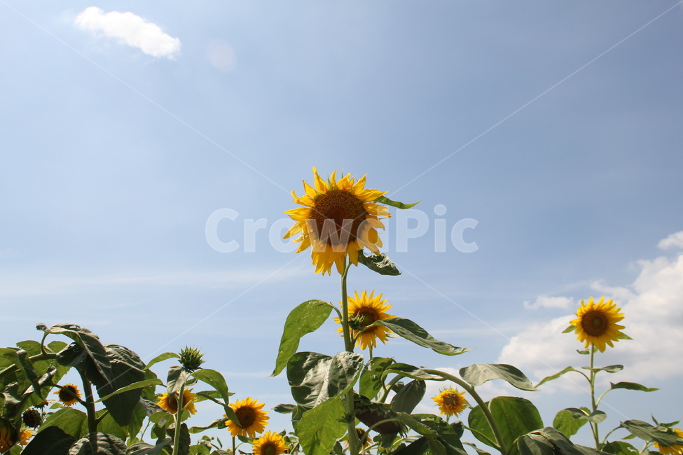 해바라기,sunflower,꽃,노란색꽃,풍경,flower,꽃밭,벌,꿀벌,꽃벌,벌꽃