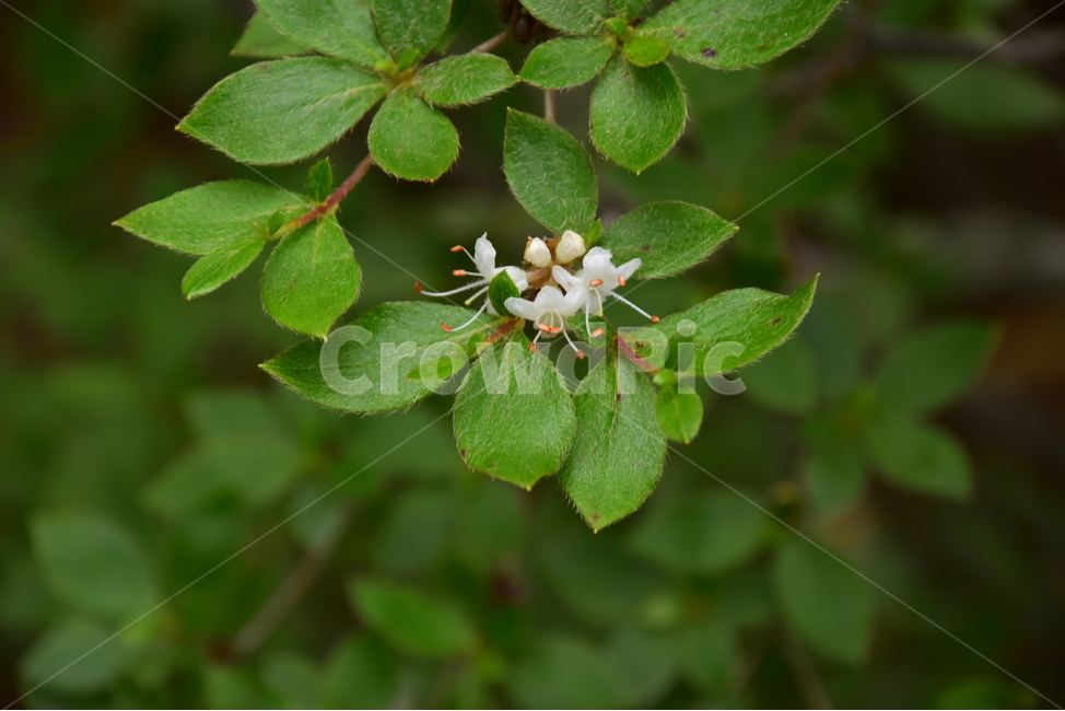 흰참꽃나무,야생화,생태,식물,자연,꽃,여름,힐링,플라워,계절,wildflower,flower,plants,nature,season,배경,목본,나무,감성,느낌,emotion,feeling,진달래과,진달래속,여름꽃,식물,자연,plants,nature,꽃,flower
