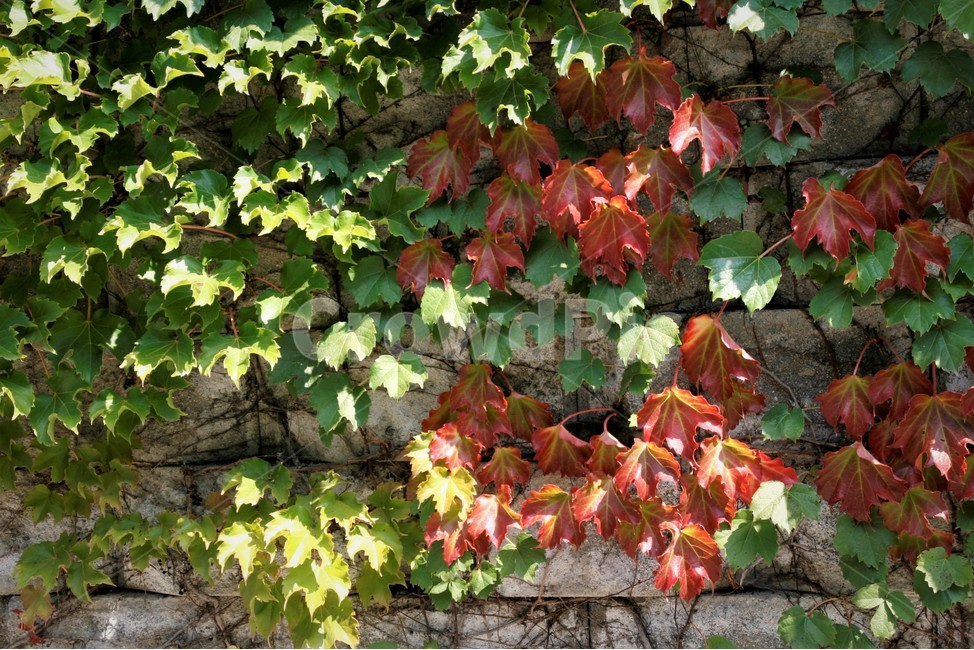 가을,풍경,당쟁이,식물,단풍,식물,자연,plants,nature