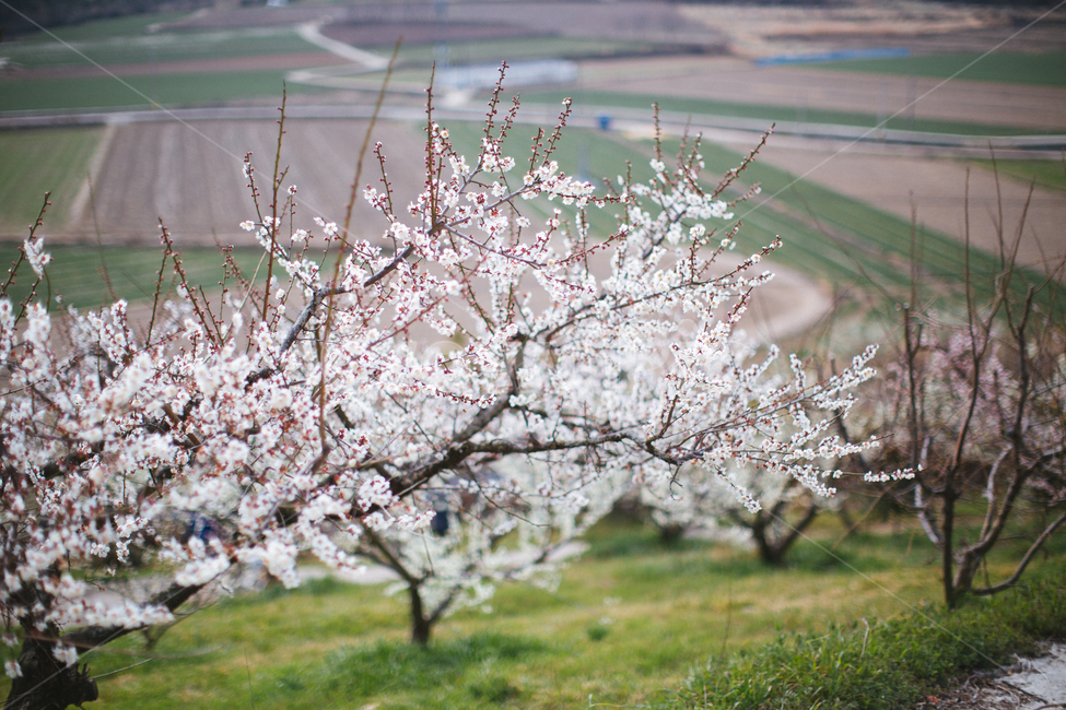봄,매화,꽃,농장,자연,풍경,나무,봄,계절,spring,season,자연,풍경,nature,landscape,plant,식물