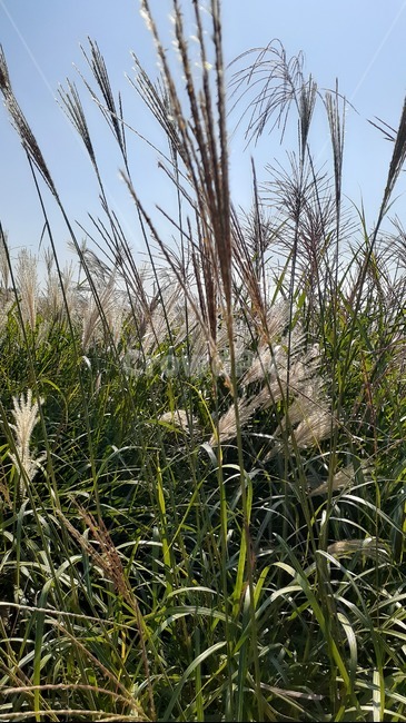 가을,식물,plant,잔디,grass,억새,갈을갈대,갈대숲,식물,자연,plants,nature
