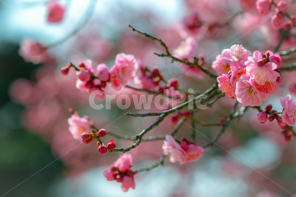 plant,식물,꽃,flower,홍매화