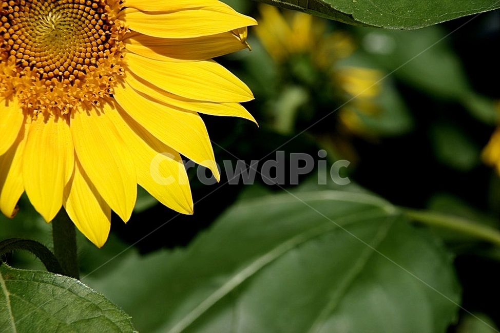 해바라기,plant,식물,flower,꽃,blossom,노랑,자연