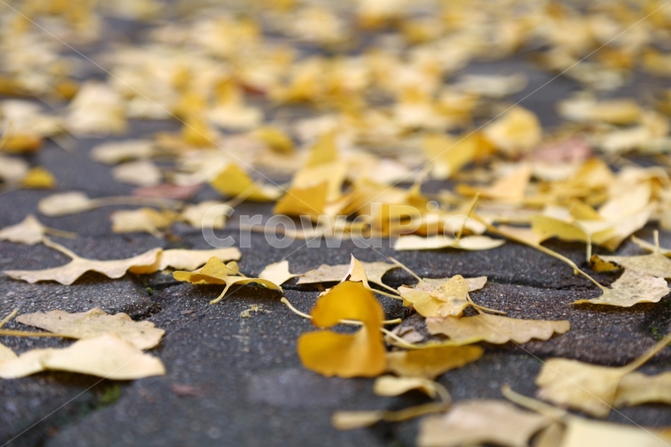 낙엽,은행잎,노랑,쓸쓸함,가을,감성,가을감성,외로움,가을,계절,fall,autumn,season,식물,자연,plants,nature,leaf,잎,plant