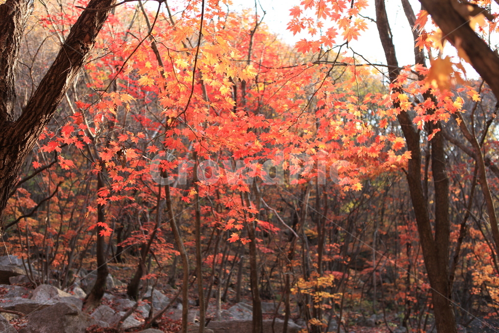 가을,단풍,나무,숲,만추,가을,계절,fall,autumn,season,자연,풍경,nature,landscape,식물,plants,나무,trees,wood,tree,plant,leaf,잎,maple
