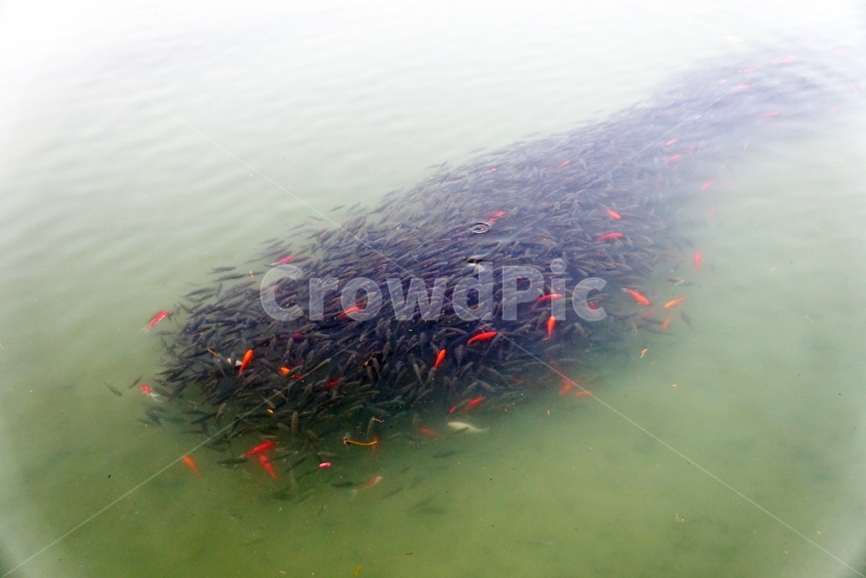 물고기,공원,부산,비단잉어,연못,동물,animal,어류,물고기,fish