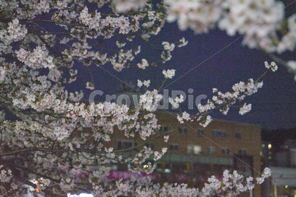 벚꽃,밤벚꽃,벚꽃놀이,봄꽃,꽃,꽃놀이,감성사진