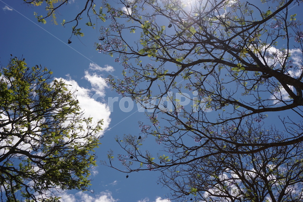 하늘,나무,구름,sky,tree,nature