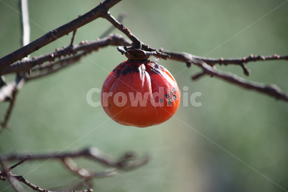 감나무,감,홍시,가을,persimmon,fruit,plant,식물,food,음식,과일