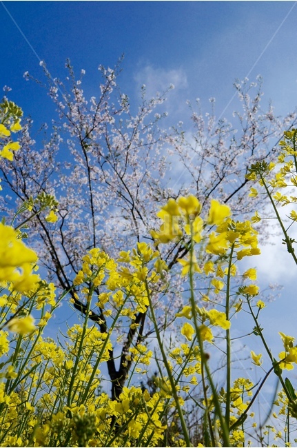제주,풍경,유채꽃,봄,벚꽃,녹산로,봄,계절,spring,season,식물,자연,plants,nature,꽃,flower,plant