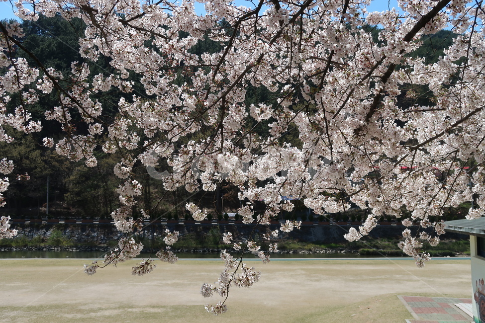 벚꽃,cherryblossom,blossom,꽃,봄,봄꽃,하늘,봄날씨,벚꽃만개,만개,개화,벚꽃개화,spring,봄풍경,도심,도시,식물,plant