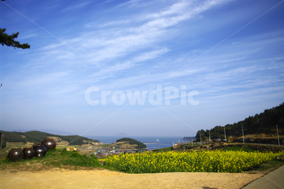 유채꽃,꽃밭,꽃,flower,계절,봄,spring,하늘,구름,풍경,청산도,바다,봄,계절,spring,season,자연,풍경,nature,landscape,한국자연풍경,한국자연경관,korea nature landscape,시골,마을,country,rural,town,outdoors,옥외