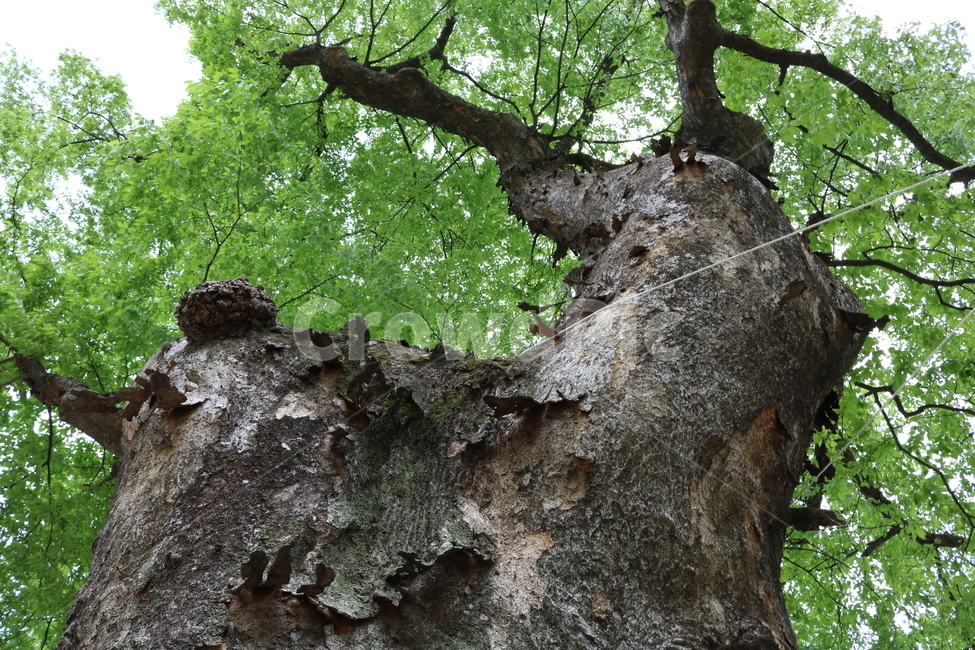 나무결,나무무늬,나무껍질,녹색,자연,나무,trees,wood