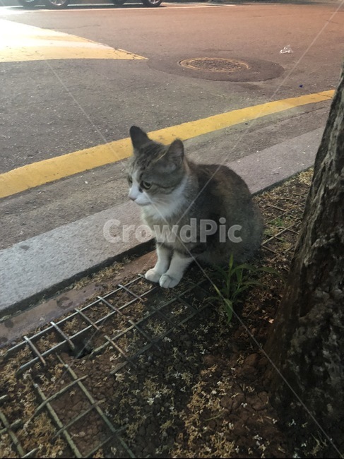 고양이,회색고양이,길고양이,밤,앉아있는고양이,동물,animal,포유류,mammal,고양이,cat,kitten,kitty