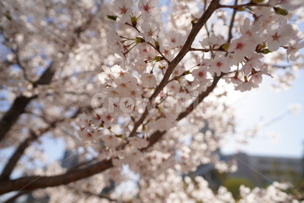 벚꽃,봄,햇빛,맑은,꽃잎,꽃,blossom,cherryblossom,만개,가지