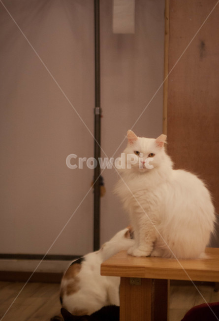 고양이,cat,동물,animal,반려동물,반려묘,고양이카페,catcafe,입양,유기묘,동물,animal,포유류,mammal,고양이,cat,kitten,kitty